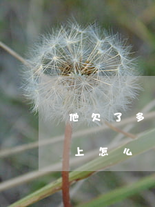 他欠了多少網貸還不上了(欠了幾家網貸還不上怎么辦)