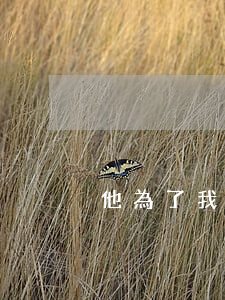 他為了我離婚該怎么辦