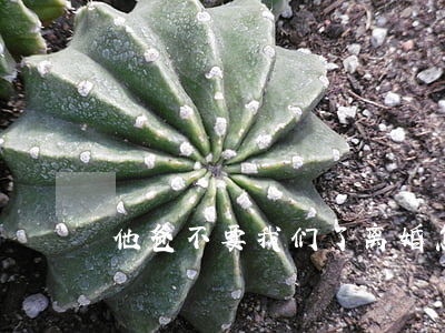 他爸不要我们了离婚怎么办