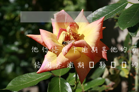 他行信用卡逾期其他的可以申請嗎-其他行信用卡逾期會影響別的信用卡嗎