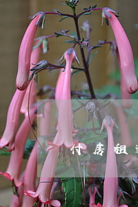 付房租逾期 逾期交付租赁房屋违约