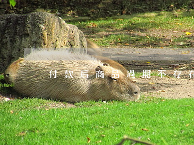 付款后商品過期不存在怎么辦