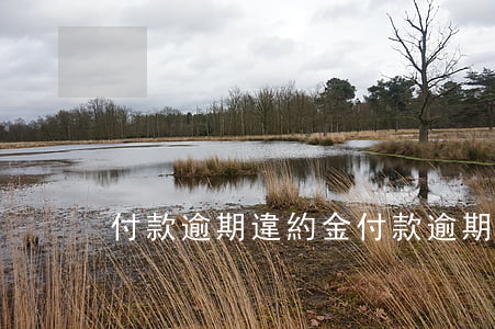 付款逾期違約金 付款逾期違約金一般多少