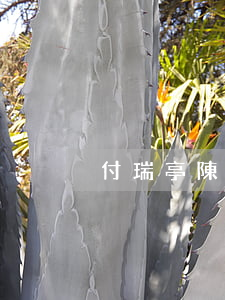 付瑞亭陳冰離婚原因