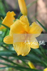仙人跳是什么意思啊 (仙人跳的意思是什么)