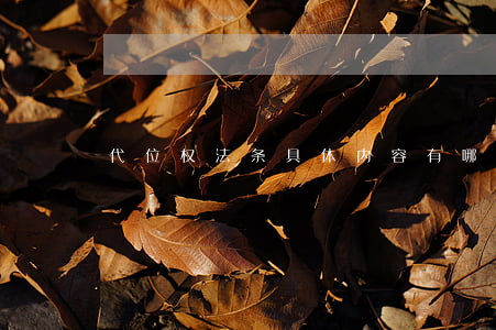 代位权法条具体内容有哪些