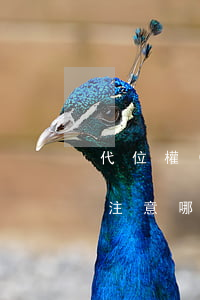 代位權(quán)訴訟中應(yīng)注意哪些問題