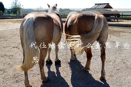 代位赔偿是什么意思(车险代位赔偿是什么意思)