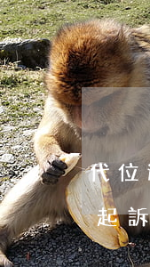 代位追償起訴敗訴多少錢(代位賠償后還可以起訴對方嗎)