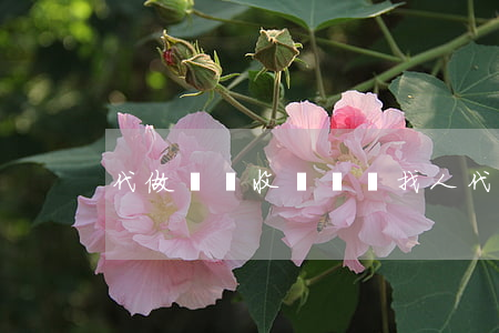 代做標書收費標準(找人代做標書多少錢)