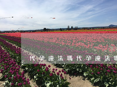 代孕違法嗎(代孕違法嗎)