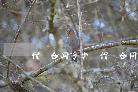 代寫合同多少錢(代寫合同多少錢)