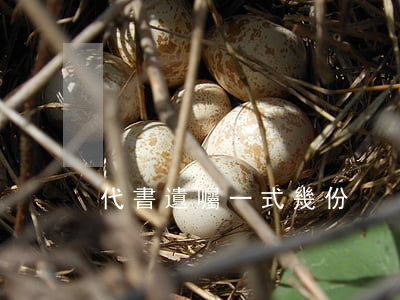 代書遺囑一式幾份