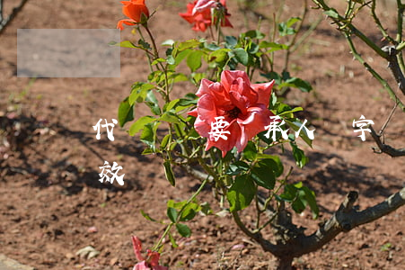 代書遺囑要繼承人簽字嗎(繼承人代寫遺囑有效嗎)