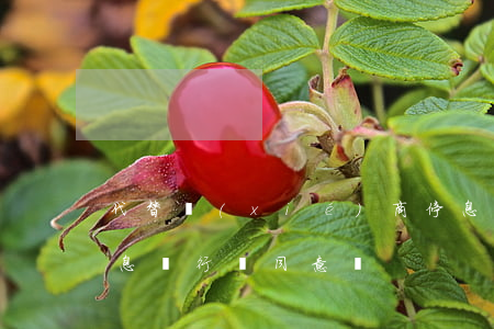 代替協(xié)商停息掛賬合法嗎(掛賬停息銀行會同意嗎)