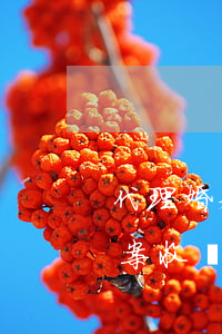 代理婚姻糾紛律師出庭收費(請律師代理離婚案收費)