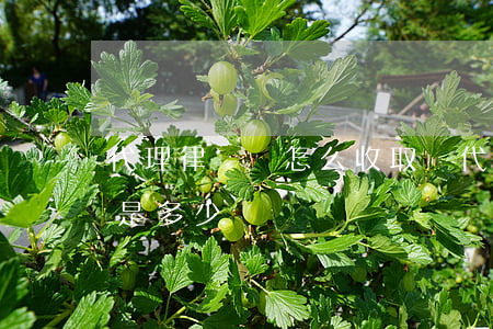 代理律師費怎么收取(請代理律師的收費標準是多少)