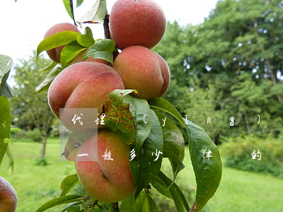代理應(yīng)訴律師費(fèi)用一般多少(給律師的訴訟代理費(fèi)都包括哪些)
