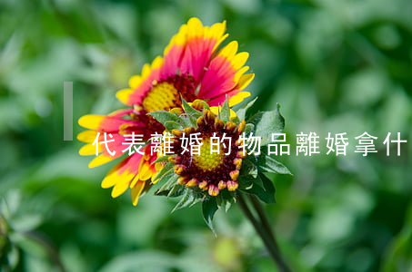 代表離婚的物品(離婚拿什么東西)