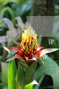 代鵬律師解答了信用卡逾期(因信用卡逾期收到律師函)