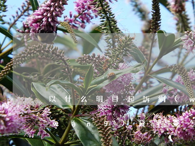 以什么明目起訴網(wǎng)貸 起訴網(wǎng)貸平臺怎么起訴