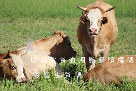 以前房貸逾期影響贖樓嗎(逾期會(huì)影響房貸嗎)
