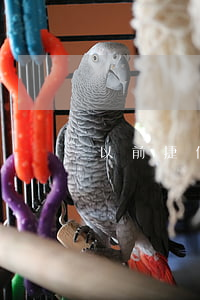 以前捷信逾期能按揭車嗎(捷信逾期還能分期買車嗎我首付百分之五十)