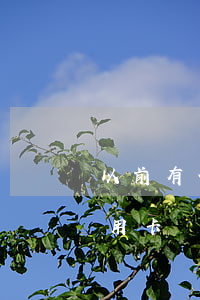 以前有信用卡還不上征信怎么辦-以前有信用卡還不上征信怎么辦呢