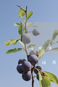 以前有幾張信用卡還不上怎么辦-以前有幾張信用卡還不上怎么辦呢