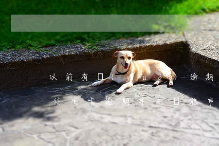 以前有過(guò)逾期還可以辦理分期嗎（信用卡逾期半年還能申請(qǐng)分期嗎）