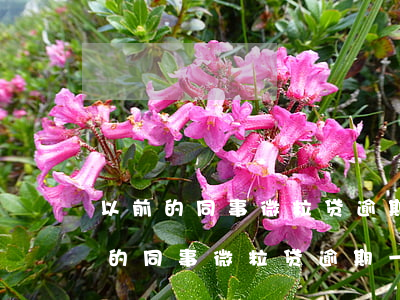 以前的同事微粒贷逾期一直骚扰我家人（以前的同事微粒贷逾期一直骚扰我）