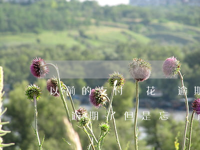 以前的支付寶花唄逾期了-以前的支付寶花唄逾期了,但是忘記了賬號密碼,怎么還款