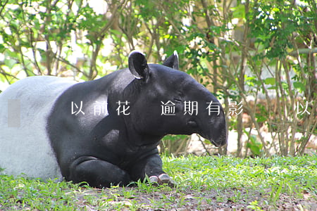 以前花唄逾期有影響嗎(以前花唄逾期有影響嗎)