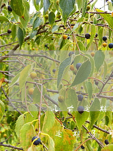 以前逾期可以貸款嗎(有沒有什么貸款是以前逾期了可以貸的)