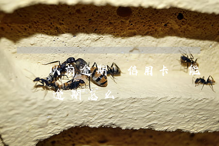 以前逾期過信用卡還能辦理嗎（以前的信用卡逾期怎么辦）