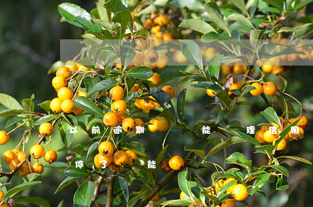以前逾期過還能辦理信用卡嗎（信用卡逾期被停了還能辦嗎）