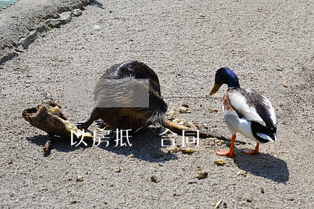 以房抵債合同