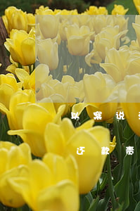 以案说法：“借名”贷款的民间借贷合同如何确定还款责任