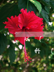 以產(chǎn)品名稱(chēng)替換科學(xué)術(shù)語(yǔ) 是否構(gòu)成虛假宣傳