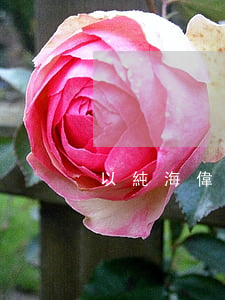 以純海偉離婚了嗎