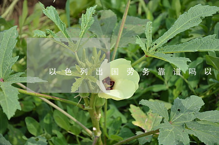以色列出国劳务靠谱吗(以色列正规劳务费用)
