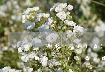 以詐騙的名義發(fā)律師函可以嗎(以詐騙的名義發(fā)律師函可以嗎)
