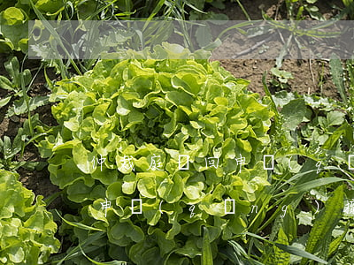 仲裁庭駁回申請(qǐng)后可以訴訟嗎(申請(qǐng)撤銷仲裁的案件開庭嗎)