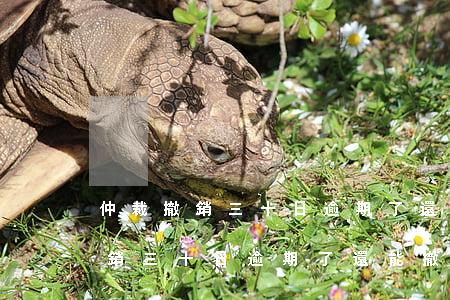 仲裁撤銷三十日逾期了還能撤銷嗎-仲裁撤銷三十日逾期了還能撤銷嗎怎么辦