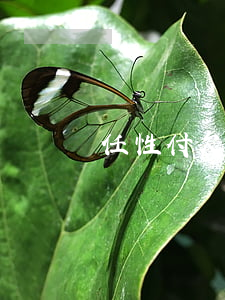 任性付欠3500元會上門嗎