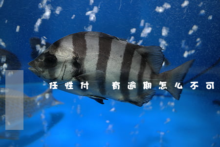 任性付沒有逾期怎么不可以用了-