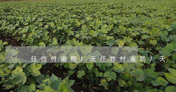 任性付逾期1天（任性付逾期7天）