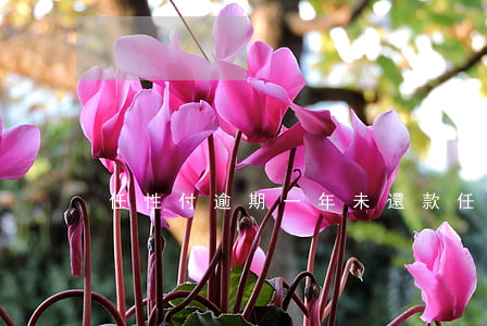 任性付逾期一年未還款(任性貸逾期一天)