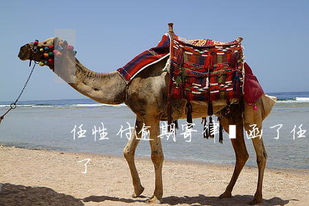 任性付逾期寄律師函了(任性付逾期寄律師函了)