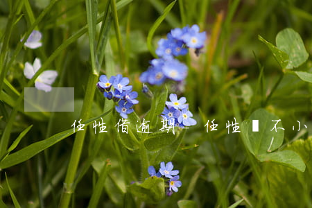 任性借逾期-任性貸不小心逾期四天